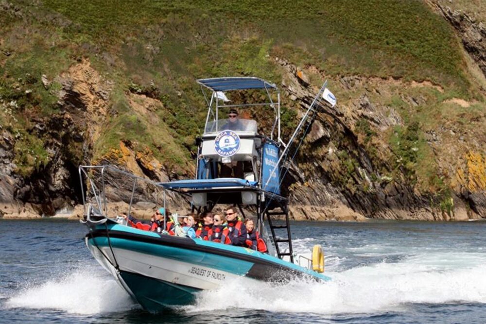 St Mawes Escapes - Sea Safari